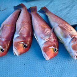 第二八坂丸 釣果