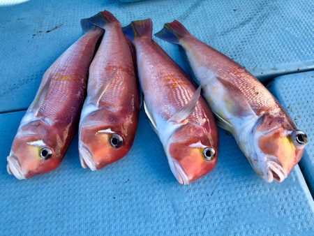 第二八坂丸 釣果