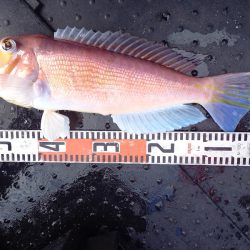 第二龍勢丸 釣果