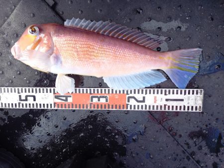 第二龍勢丸 釣果