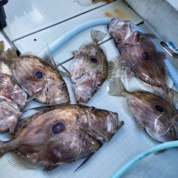 アマテラス 釣果