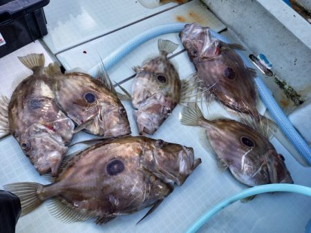 アマテラス 釣果