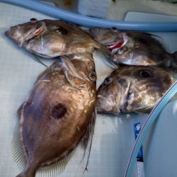 アマテラス 釣果