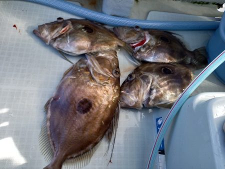 アマテラス 釣果