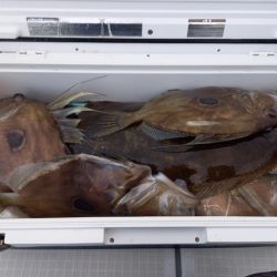 アマテラス 釣果