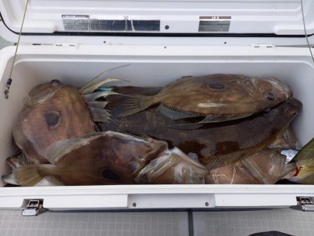 アマテラス 釣果