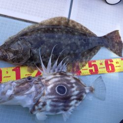 アマテラス 釣果