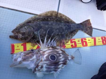 アマテラス 釣果