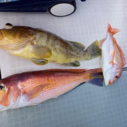 アマテラス 釣果