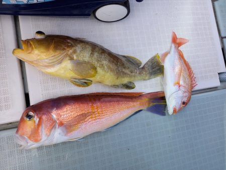 アマテラス 釣果