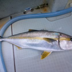 アマテラス 釣果