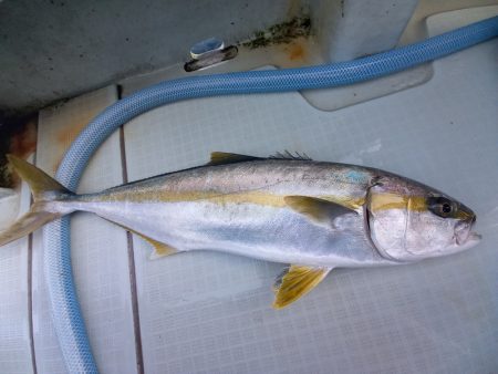 アマテラス 釣果