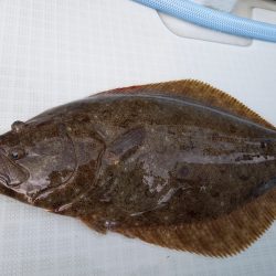 アマテラス 釣果