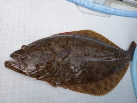 アマテラス 釣果