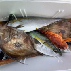 第二龍勢丸 釣果