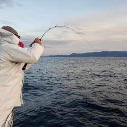 シーライオン 釣果