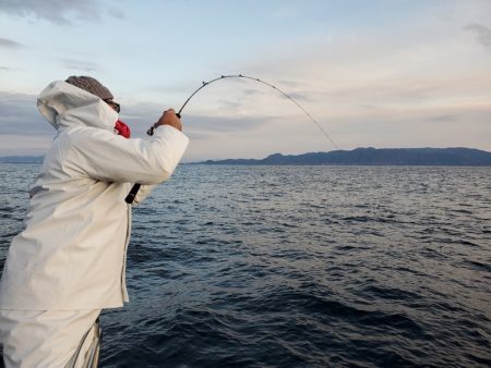 シーライオン 釣果