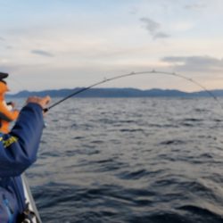 シーライオン 釣果