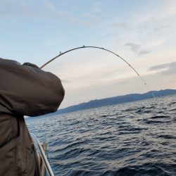 シーライオン 釣果