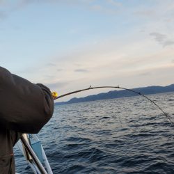 シーライオン 釣果