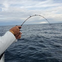 シーライオン 釣果