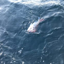 龍神丸(鹿児島) 釣果