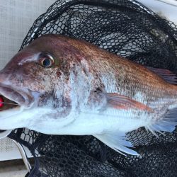 龍神丸(鹿児島) 釣果