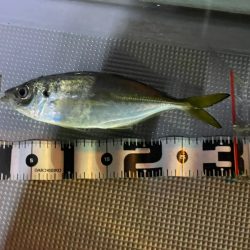 Chase（チェイス） 釣果