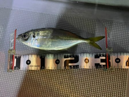 Chase（チェイス） 釣果