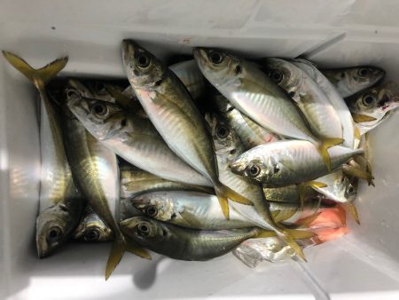 ヤザワ渡船 釣果