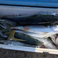 ランスルー 釣果