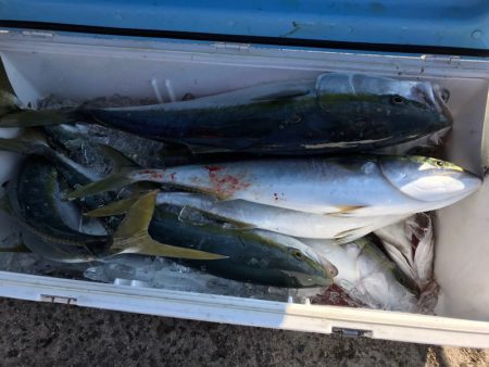 ランスルー 釣果