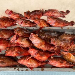 岡田釣船 八英丸 釣果