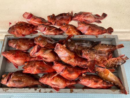 岡田釣船　八英丸 釣果