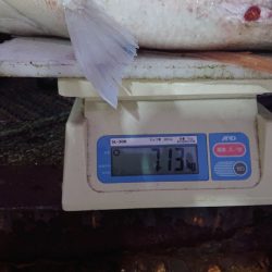 ARCADIAⅡ (アルカディアⅡ) 釣果