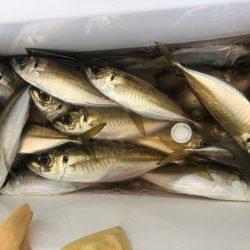 ヤザワ渡船 釣果