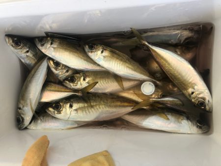 ヤザワ渡船 釣果