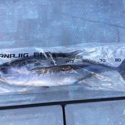 渡船屋たにぐち 釣果