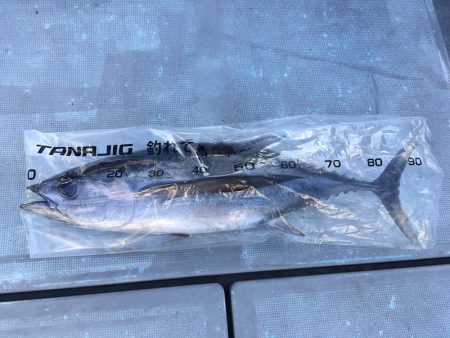 渡船屋たにぐち 釣果