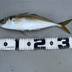 Chase（チェイス） 釣果