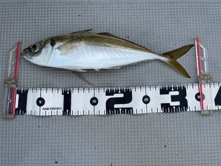 Chase（チェイス） 釣果