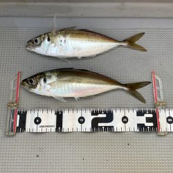 Chase（チェイス） 釣果