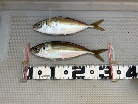 Chase（チェイス） 釣果