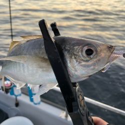 Chase（チェイス） 釣果