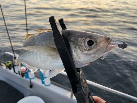 Chase（チェイス） 釣果