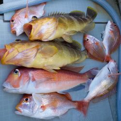 アマテラス 釣果