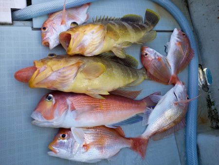 アマテラス 釣果