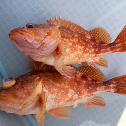 アマテラス 釣果