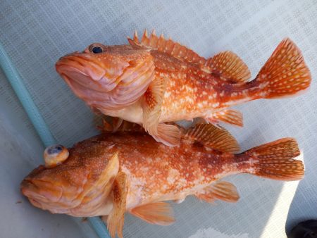 アマテラス 釣果