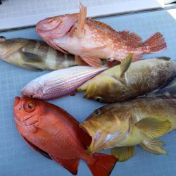 アマテラス 釣果